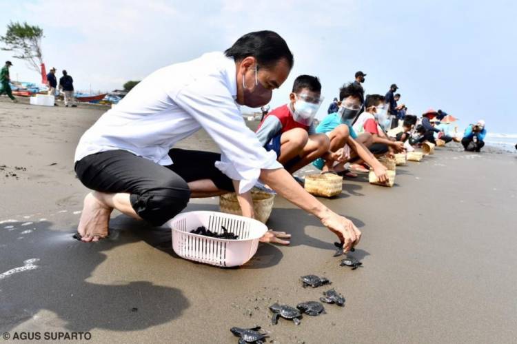 Saat Presiden Jokowi Lepas Tukik Bersama Masyarakat di Pantai Kemiren, Cilacap