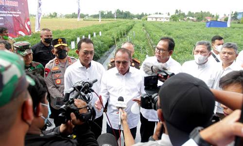 Harga Cabai Mulai Turun Jadi Rp45.000/Kg, Pemprov Sumut Terus Jaga Stabilitas Harga Cabai