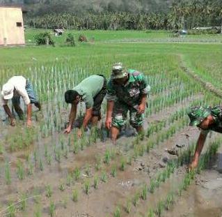 Babinsa Koramil 05/Batangkuis Dampingi Petani Tanam Padi