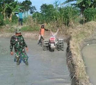 Babinsa Koramil 11/Kota Pinang Bantu Petani Bajak Sawah