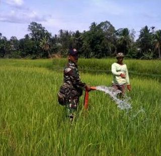 Babinsa Koramil 16/Dolok Masihul Bantu Petani Upaya Pompanisasi