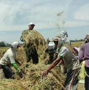 Babinsa Koramil 10/SR Bantu Petani Lakukan Panen Padi