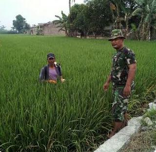 Babinsa Koramil 03/SB Dampingi Petani Desa Sikeben