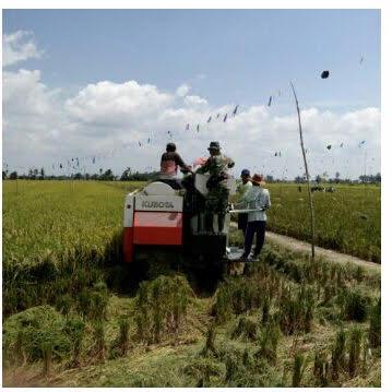 Babinsa Bantu Petani Panen Padi Dengan Alat Modern