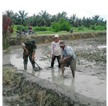 Babinsa Bimbing Petani Cara Olah Lahan Sawah