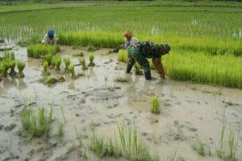 Babinsa Bantu Petani Desa Bangun Sari Tanam Padi