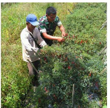 Babinsa Bantu Petani Kualuh Selatan Panen Cabe