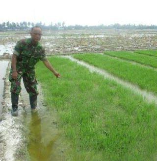 Babinsa Koramil 09/TM Pantau Benih Padi dan Beri Arahan Cara Bercocok Tanam