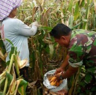 Babinsa Koramil 08/Pantai Cermin Bantu Petani Desa Besar Terjun Panen Jagung