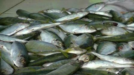 Gelombang Tinggi Disertai Angin Kencang, Harga Ikan Melambung Tinggi