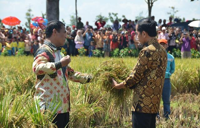 Presiden Tegaskan Tak Impor Beras Hingga Akhir Tahun