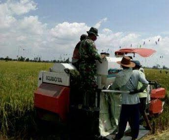 Babinsa Koramil 18/Brandan Barat Dampingi Petani Panen Padi