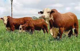 Greenfields Terima Kedatangan Ribuan Sapi Betina dari Australia
