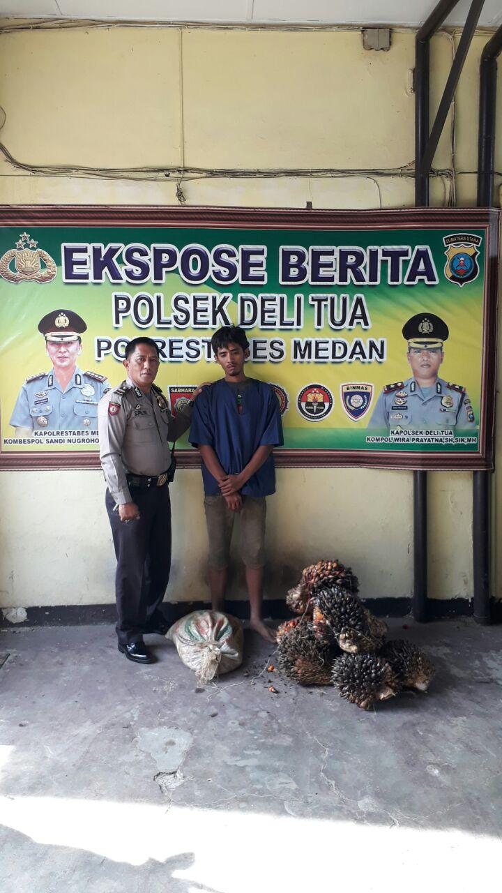 Hanya Dua Jam, Pencuri Sawit di Desa Kwala Berhasil Diringkus Polsek Delitua