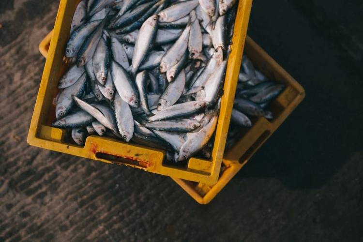 Kemenperin Dorong Industri Pengolahan Ikan untuk Tingkatkan Minat Masyarakat Cegah Kasus Stunting