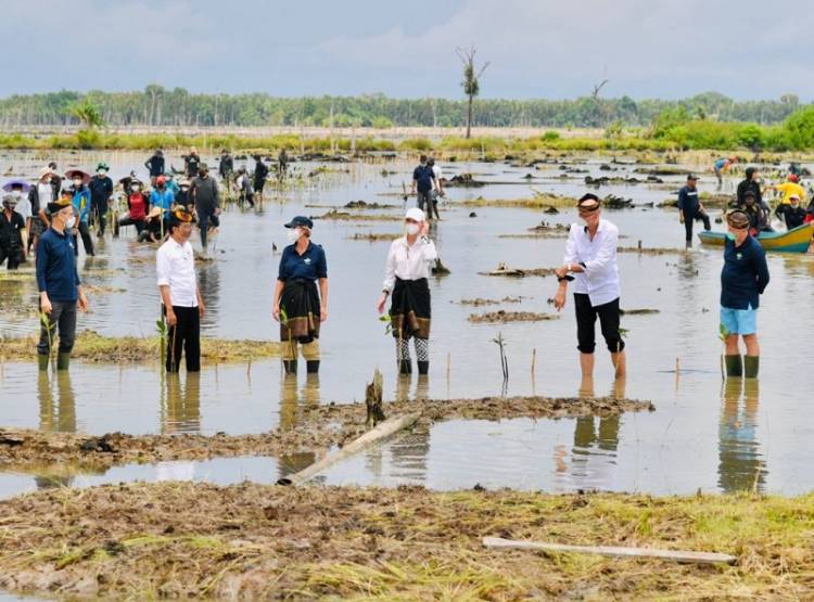 Presiden Jokowi Tanam Mangrove Bersama Dubes Negara Sahabat dan Masyarakat di Tana Tidung Kaltara