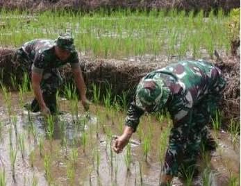 Babinsa Koramil 15/Bandar Pulau Bantu Petani Bersihkan Hama Keong