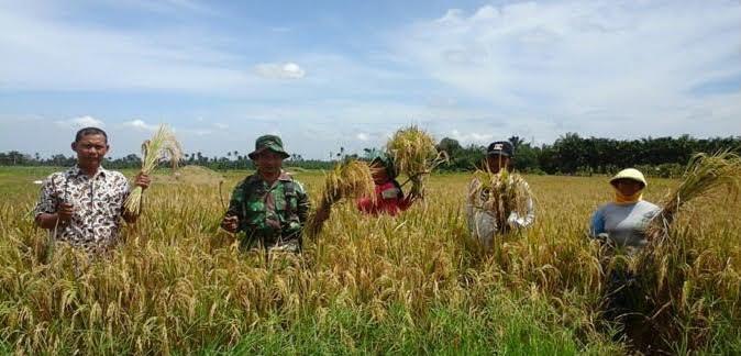 Babinsa Koramil 03/Sei Bingei Bantu Petani Namu Ukur Panen Padi