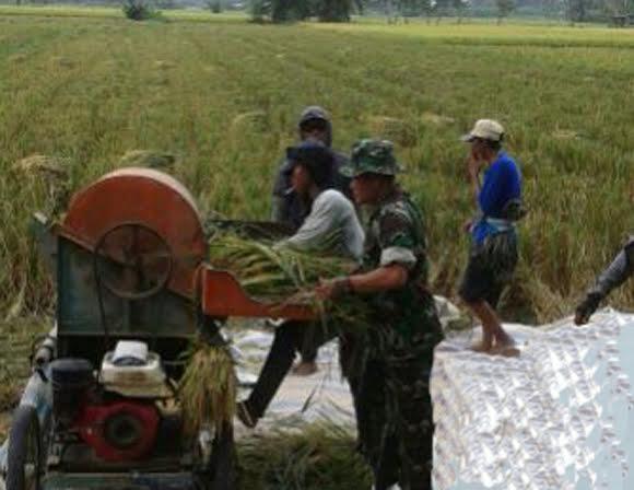 Babinsa Koramil 12/Bandar Kalipah Dampingi Petani Panen Padi 