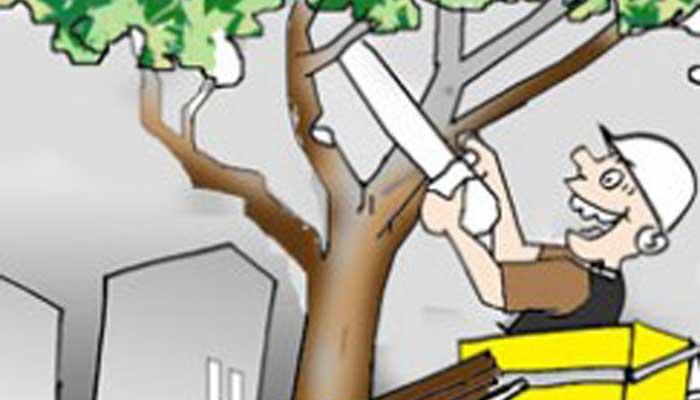 Dewan Minta Penebangan Pohon Mahoni di Polonia Diusut