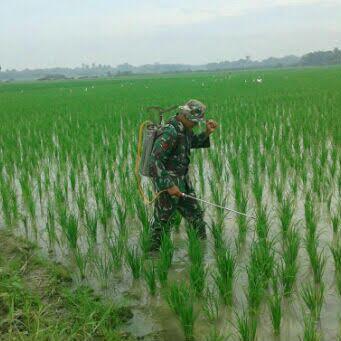 Babinsa Koramil 01/Medang Bantu Petani Lakukan Penyemprotan Padi