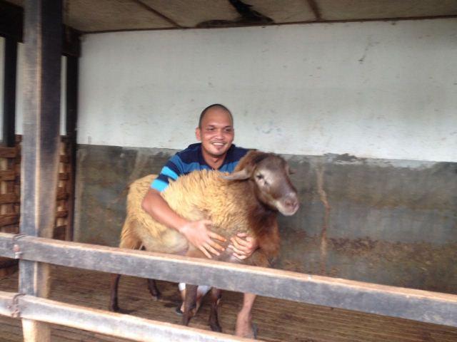 Domba Waringin Hasil Rekayasa Genetika Capai Berat 200 Kg