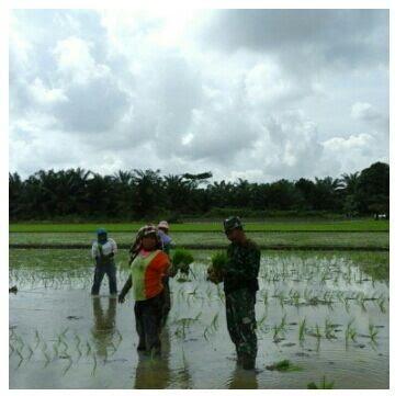 Babinsa Koramil 09/NL Bantu Petani Tanam Padi