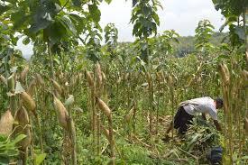 Ratusan Petani Jagung di Karo Gagal Panen