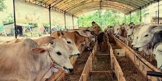 Penguatan Kemitraan Penting untuk Bangun Industri Susu 