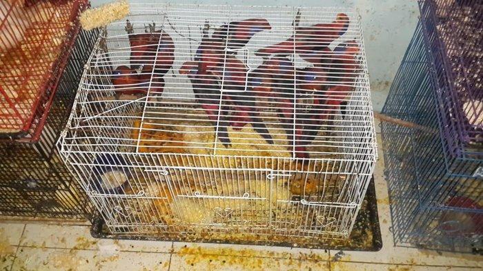 Jual dan Miliki Puluhan Ekor Satwa yang Dilindungi, Tiga Orang Pelaku Diamankan Tim Pegasus Polrestabes Medan