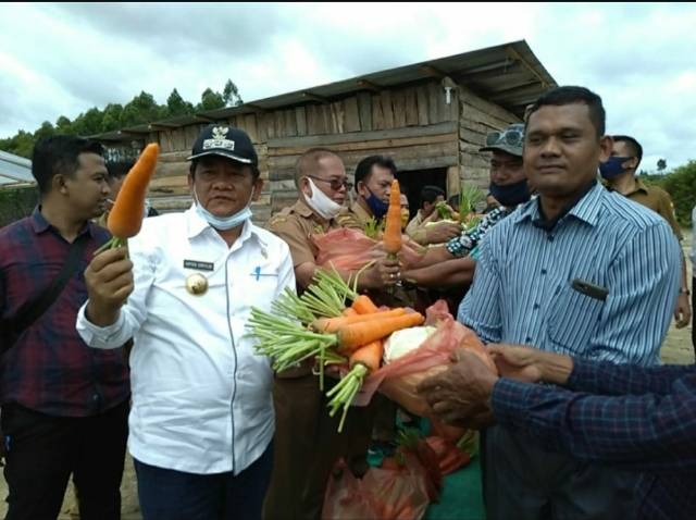 Rapidin Simbolon: Sayur Mayur dari Samosir Sudah Rambah Pasar Asia