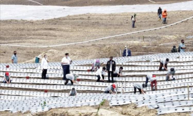 Soal Lahan Food Estate di Humbahas, Per Keluarga Dapat Kelola 1 Hektar