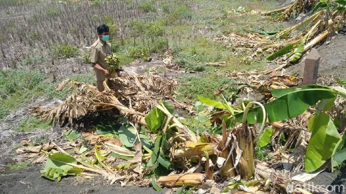 Terinspirasi Salam dari Binjai, Puluhan Anak di Lamongan Robohkan 50 Pohon Pisang