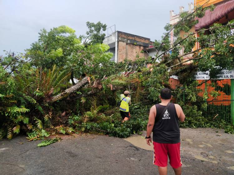  Sebuah Pohon Tua Tumbang di Jalan Kapten Purba Medan 