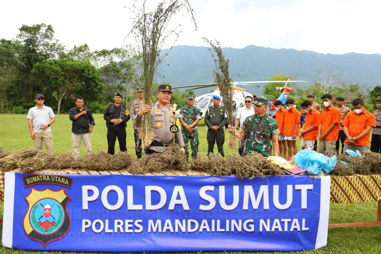Polda Sumut Temukan 150 Hektare Ladang Ganja