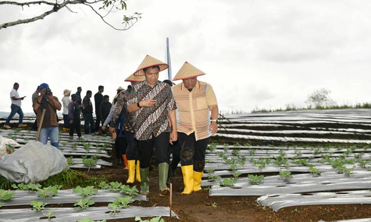 Pj Gubernur Sumut Optimis Dairi Bisa Jadi Lumbung Pangan