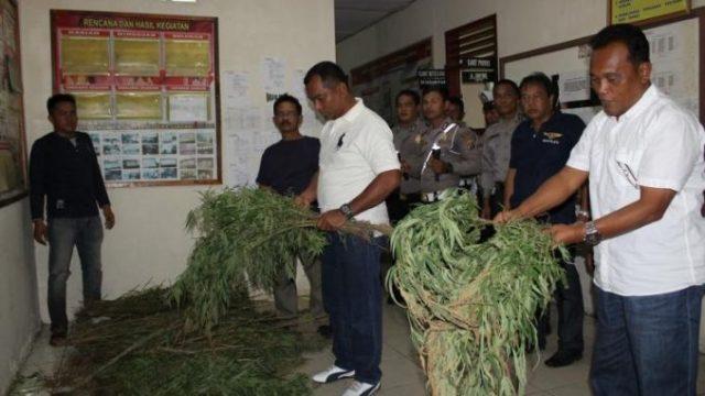 Ribuan Tanaman Ganja di Perbukitan Karo Dicabuti