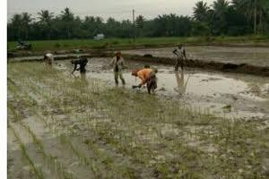 Babinsa Bimbing Petani Suka Raja, Tanam Padi Dengan Benar