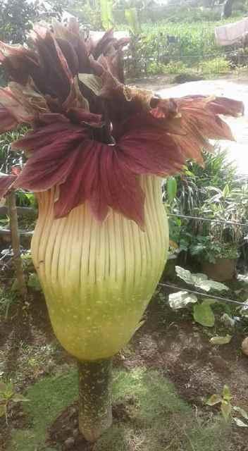 Warga Temukan Bunga Bangkai Amorphopallus di Tanah Karo