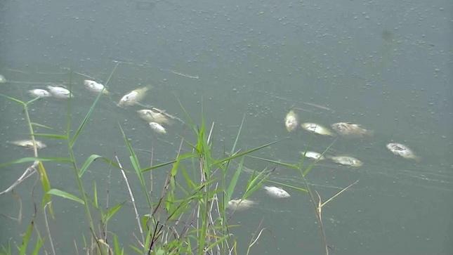 Air Tercemar, Ikan di Kolam Warga Mati