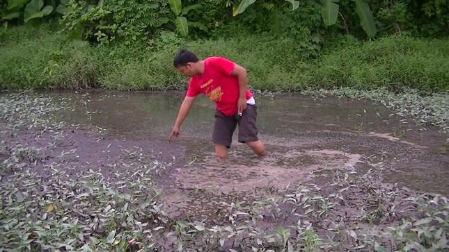 Sawah Warga Ajibaho Rusak Tercemar Limbah Pabrik Kelapa Sawit 