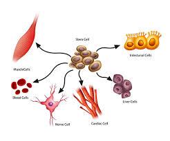 Stem Cells Dinilai Efektif untuk Pengobatan Penyakit Degeneratif