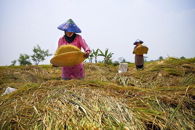 Gubsu Erry Minta Kelompok Wanita Tani Terus Giatkan Pemanfaatan Lahan Pekarangan