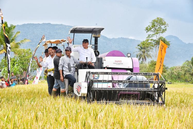 Panen Raya Padi di Madina, Gubernur Ajak Petani Wujudkan Sumut Agraris