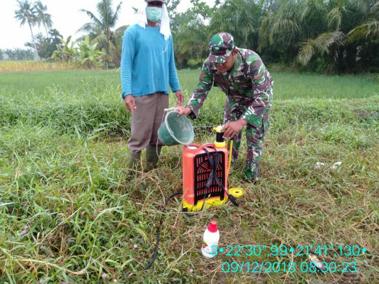 Cegah Hama, Babinsa Bantu Petani Melaksanakan Penyemprotan Lahan