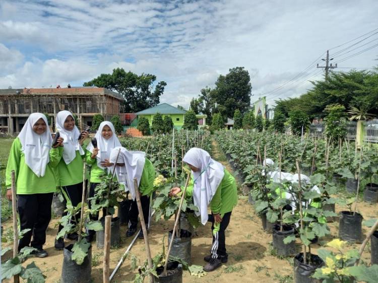 Dukung Ketahanan Pangan, Siswa MAN 1 Padang Lawas Tanam Terong Ungu di Pekarangan Madrasah