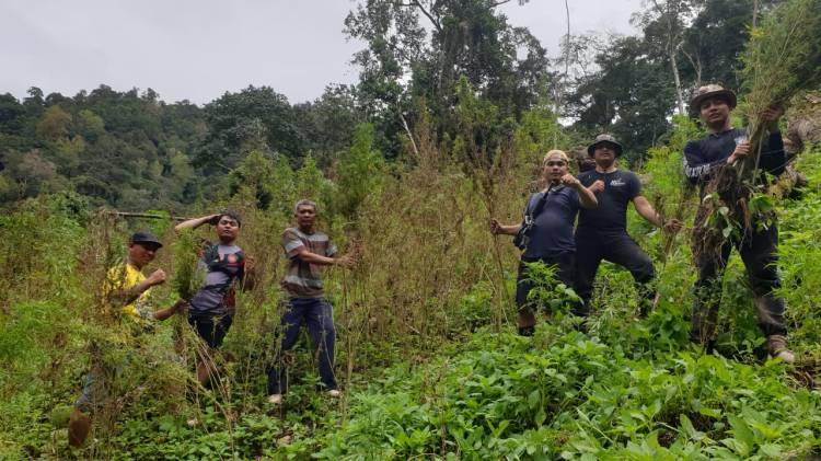 Polisi Buru Pemilik Delapan Hektare Ladang Ganja di Madina