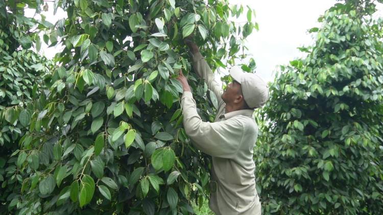 Lada Sambas Mampu Mendongkrak Ketahanan Ekonomi di Kalimantan