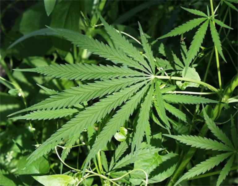 Polresta Medan Ungkap Peredaran Ganja Modus Baru