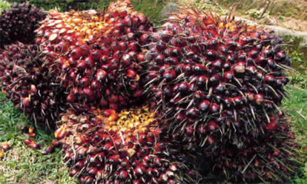 Polsek Percut Sei Tuan Ringkus Ninja Sawit